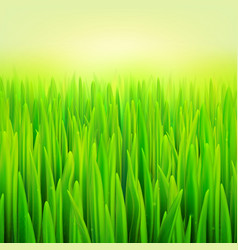 Stock Realistic Macro Grass