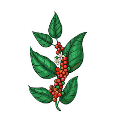 Coffea Plant With Ripe Arabica Fruits