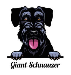 Head Giant Schnauzer - Dog Breed Color Image