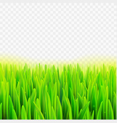 Stock Realistic Macro Grass