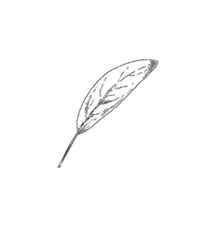 Sage Leaf Hand Drawn Sketch