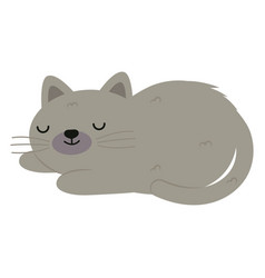 Gray Cute Cat