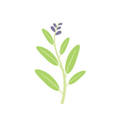 Sage Salvia Icon Flat Leaf Herb