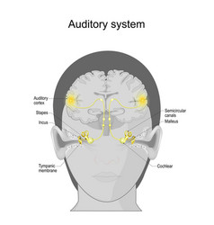 Auditory System Sensory System Human Ear Anatomy