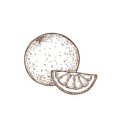 Grapefruit Or Orange Citrus Fruit Isolated Sketch