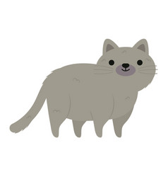 Gray Little Cat