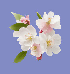 Cherry Blossom Realistic Flower 3d Design