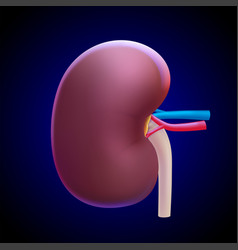 3d Of Human Kidney Used In Medicine Education