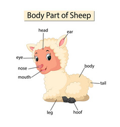 Diagram showing body part goat Royalty Free Vector Image