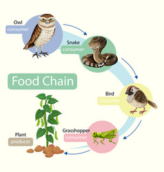 Food Chain Diagram Concept