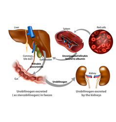 Bilirubin Metabolism