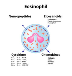 Eosinophil Immune Blood Cell Chemokines