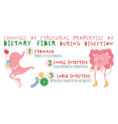 Dietary Fibre Horizontal Poster Digestion Banner