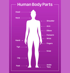 Human Body Parts Medical Diagram With Female Model