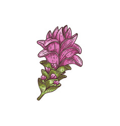 Pinkish-violet Flowers Curcuma Plant Engraving