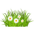 grass tulips and daises green flowering meadow vector image
