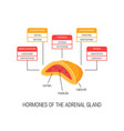 adrenal gland hormones and their functions