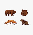 forest animals bear grizzly and red fox hare vector image vector image