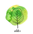 leaf of alder tree vector image vector image