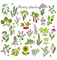 plants - nectar sources for honey bees vector image