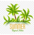 summer coconut palms vector image