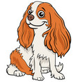 cartoon cavalier king charles spaniel purebred dog vector image