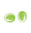 brussels sprout vector image vector image