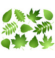 green leaves and branches set vector image vector image