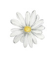 watercolor st patricks day chamomile vector image