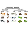 diagram showing classification vertebrates vector image