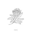 greenery design elements botanical logos vector image