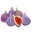 fig vector image