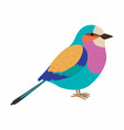 lilac breasted roller colorful beautiful bird vector image vector image