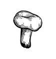 chanterelle mushroom ink sketch vector image