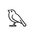bird sketch icon vector image
