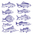 hand drawn fishes ocean sea river sketch vector image