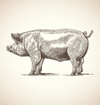artistic pig sketch vector image vector image