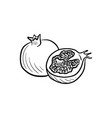 drawing pomegranate sketch of fruit vector image