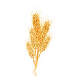 set of wheat ears ripe spikelets and grains vector image