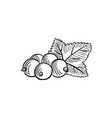 drawing sketch of currant berry vector image