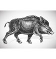 wild boar vector image vector image