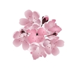 japanese cherry bouquet of pink sakura blossom vector image
