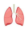 Human respiratory system Royalty Free Vector Image