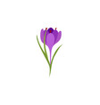 saffron crocus flower crocus sativus vector image
