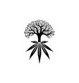 cannabis tree vector image