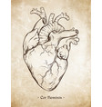 hand drawn anatomically correct human heart vector image vector image