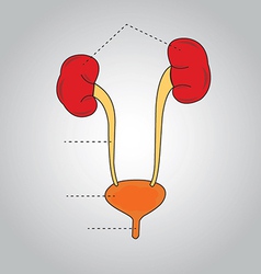 Urinary System Royalty Free Vector Image - VectorStock