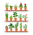 indoor plants on shelf vector image