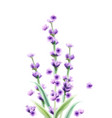 lavender watercolor card isolated summer floral vector image vector image