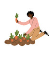 african american woman pulling carrots from vector image